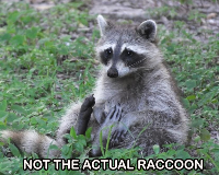 Picture of a raccoon