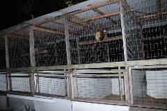 Rooster cages in Mulberry